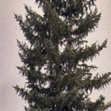 58aa03934af9dfc3_jpg